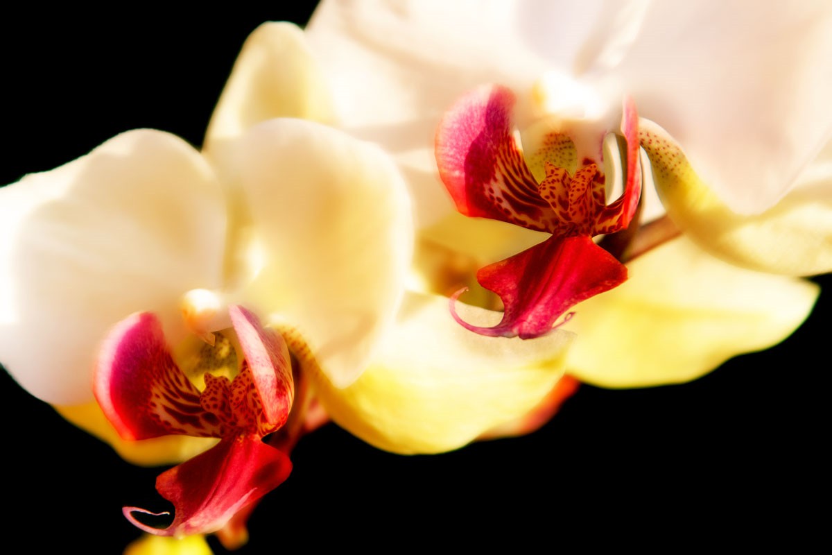 orchidee_5142